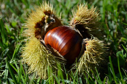 I benefici dei Marroni per la salute