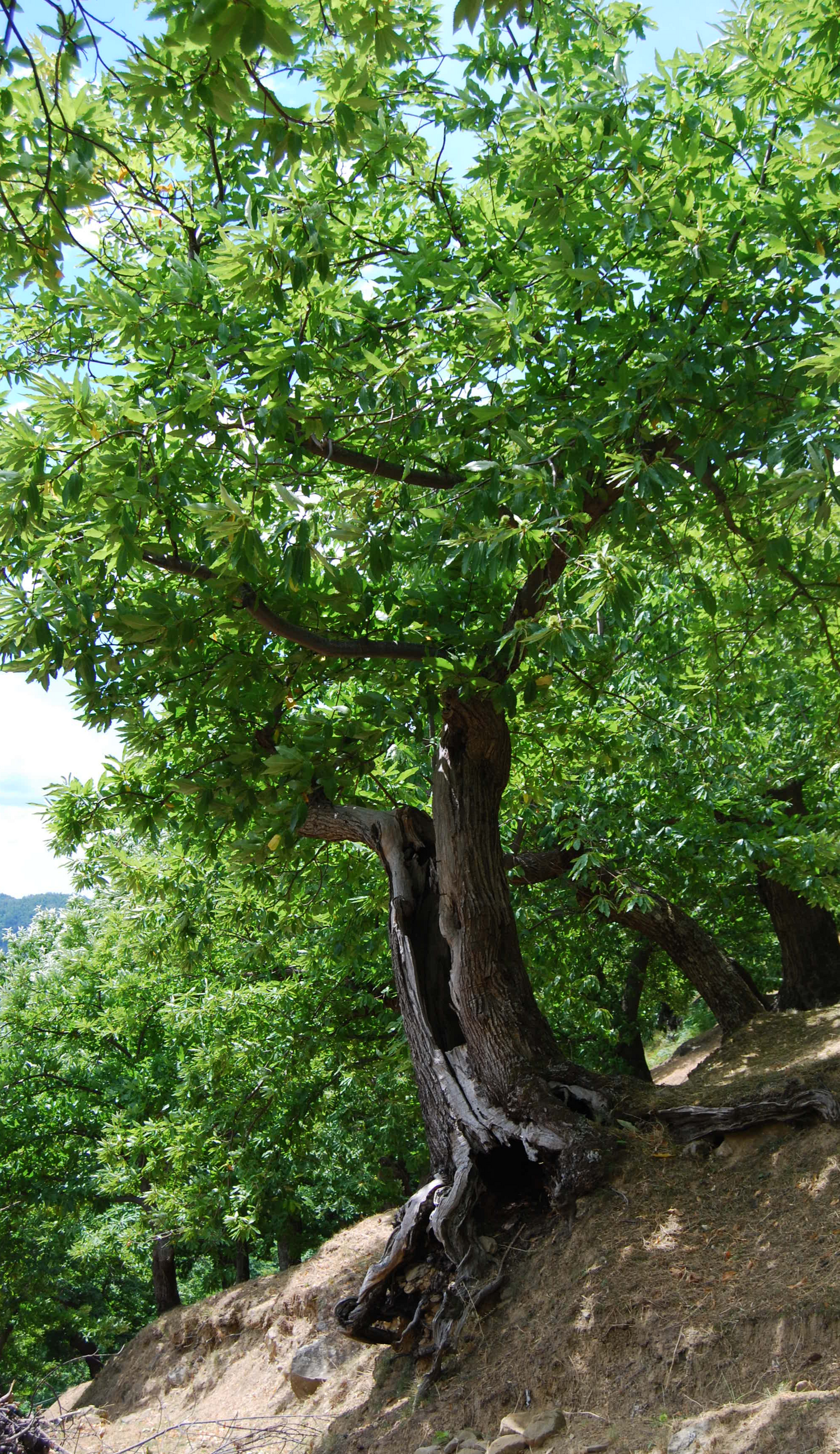 albero di castagno in marroneta tradizionale