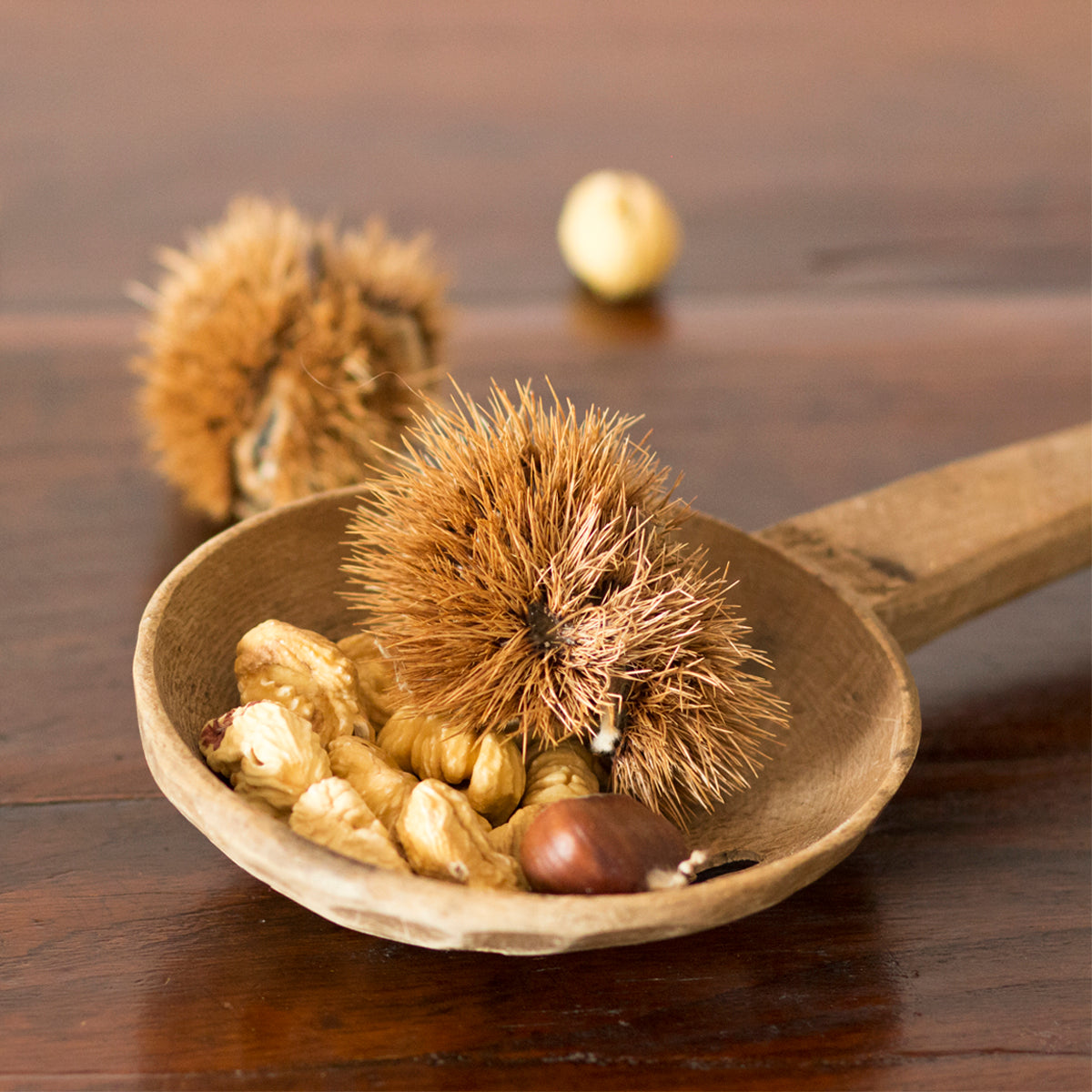 Marroni secchi con riccio